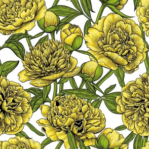Yellow peony garden, green leaves on white