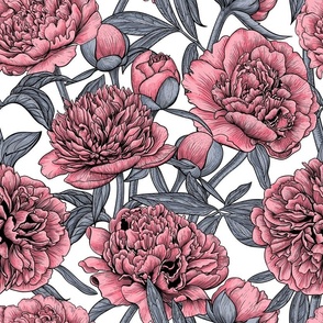 Pink peony garden on white