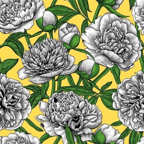 White peony garden, green leaves on yellow