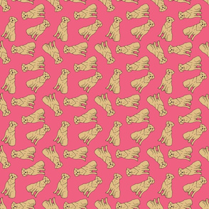 Tossed Golden Retriever Dogs on Bright Pink