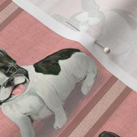 Two Happy French Bulldog Pups on Pink Stripe