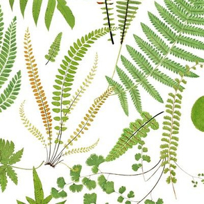ferns of a feather