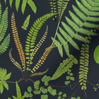 ferns of a feather on slate