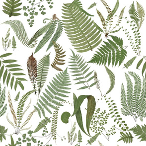 ferns of a feather on white
