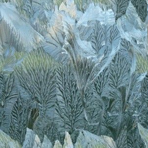Iced Leaves over hills