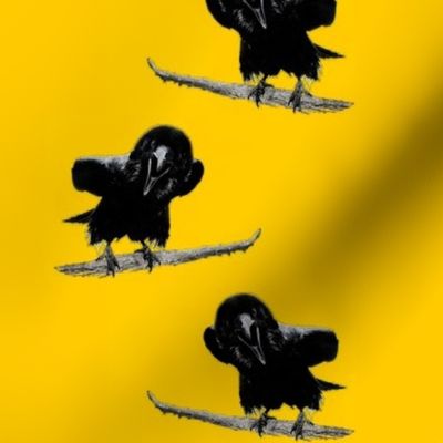 yellow_raven_2