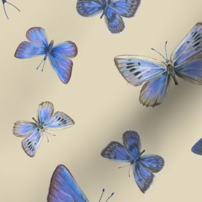 blue butterflies on the wing, on tan