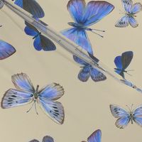 blue butterflies on the wing, on tan
