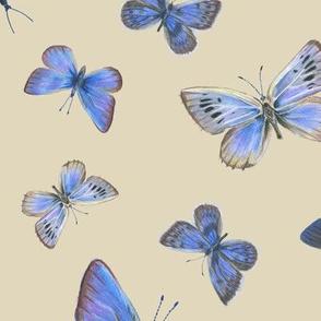 blue butterflies on the wing, on tan