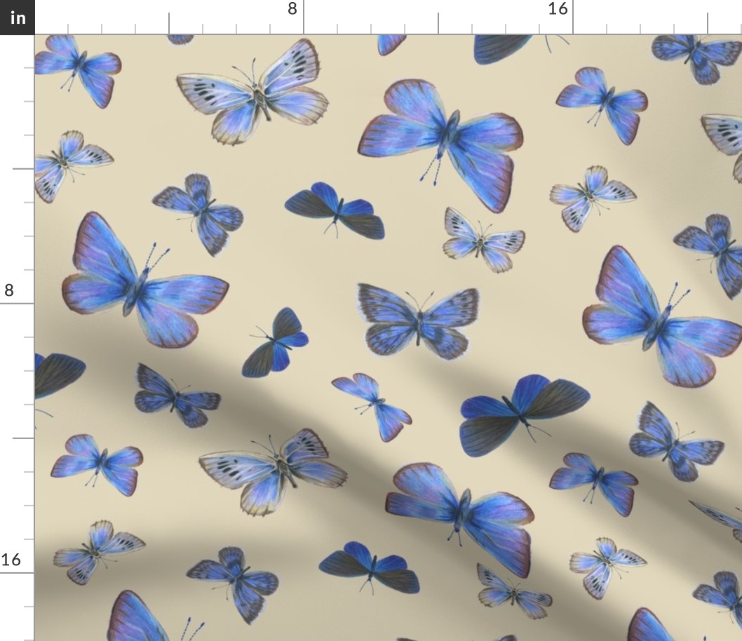 blue butterflies on the wing, on tan