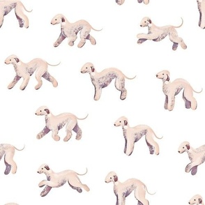 Bedlington Terriers on white