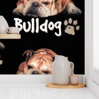 Cute English Bulldog on Black