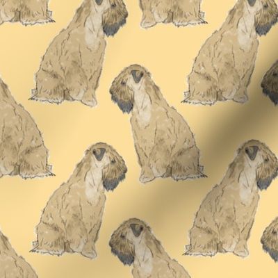Sitting Wheaten Terriers - gold