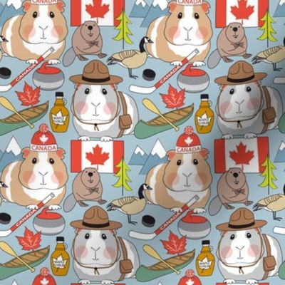 medium guinea pigs in Canada on blue