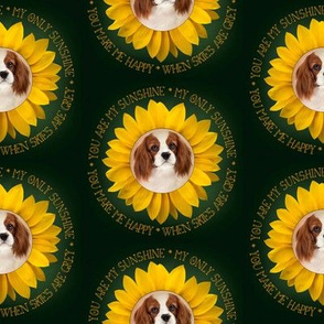 King Charles Spaniel  Sunshine