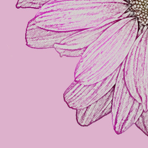 Daisy Pink LIne Drawing