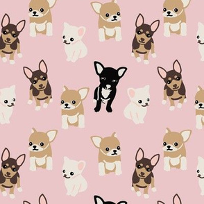 Cute Chihuahua dog on pink