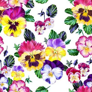 Pansy flowers. 