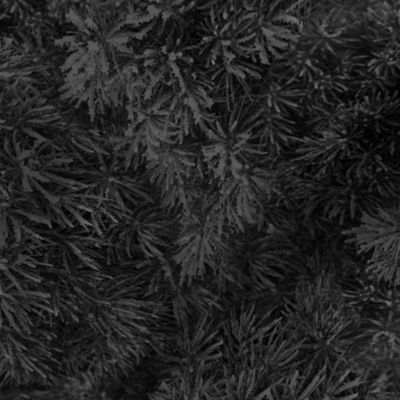 Frosty Spruce Texture in Gray Black