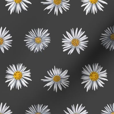 white asters on dark gray airy