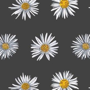 white asters on dark gray airy