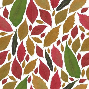  colorful leaves on white background