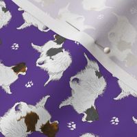 Tiny Trotting Phalene and paw prints - purple