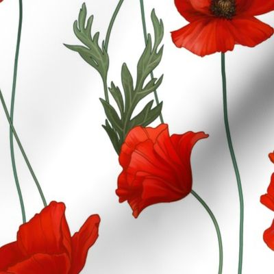 Red poppies with intertwined stems