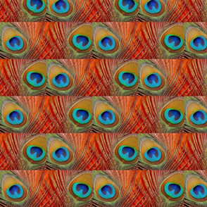 Peacock Eyes