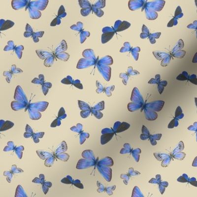 blue butterflies on the wing, small, on tan