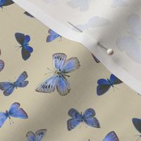 blue butterflies on the wing, small, on tan