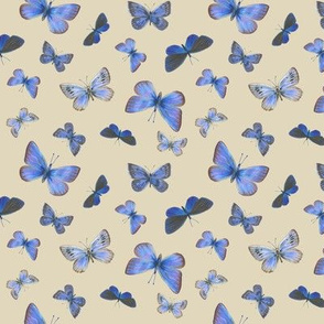 blue butterflies on the wing, small, on tan