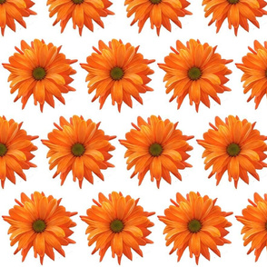 Daisy Orange small