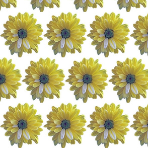 Daisy Yellow White4 small