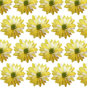 Daisy Yellow White5