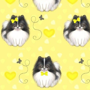 Pomeranian Brighton M Yellow 