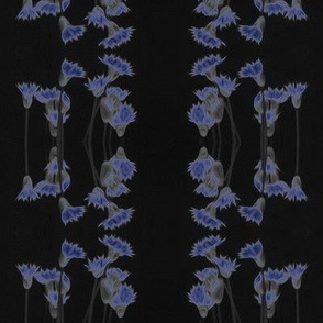 blue flowers on black