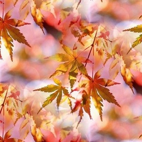 Maple fall multicoloured - Erable automne multicolore