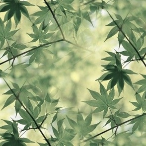 Maple green leaves - Erable feuilles vertes