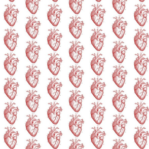 Vintage Heart Anatomy Red on White