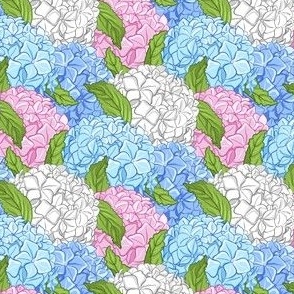 Hydrangea - blue, pink, white