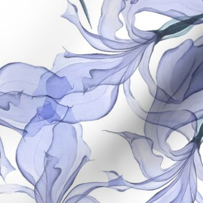 Blue transparent iris 2