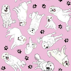 Great Pyrenees on pink