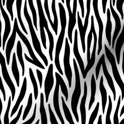zebra lines