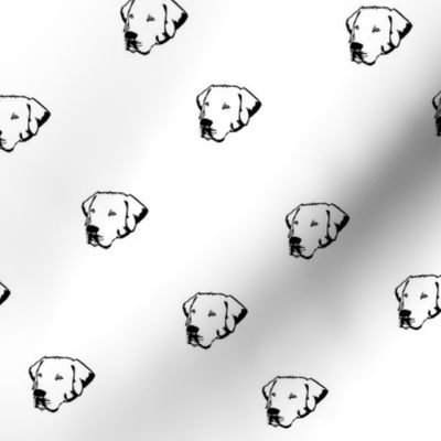 Labrador Dog Faces with White Background