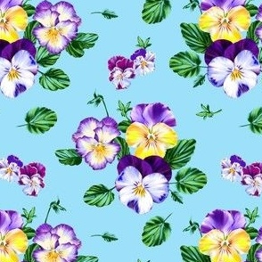 Colorful Pansy Flowers on a Blue Background