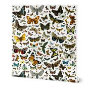 Large Butterfly Collage