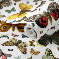 Large Butterfly Collage