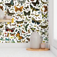 Large Butterfly Collage