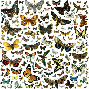 Large Butterfly Collage